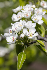 white pear flowers on a branch as a background.