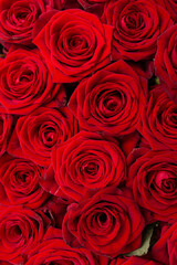 red rose flowers as background.