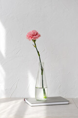 Pink carnation flower in vase on beige table, empty white wall background with geometric sunlight...