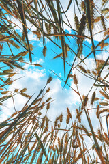 Low angle view of ripe wheat crops growing high up to the sky