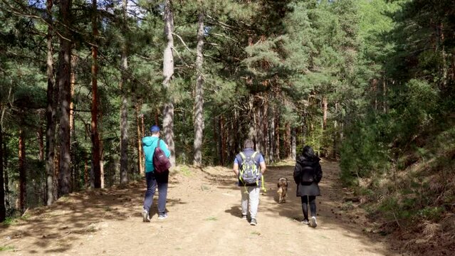 male and female hikers with dog walking on a dense forest summer sunny day