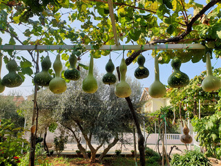 gourds hanging in a row drying outdoors in garden
