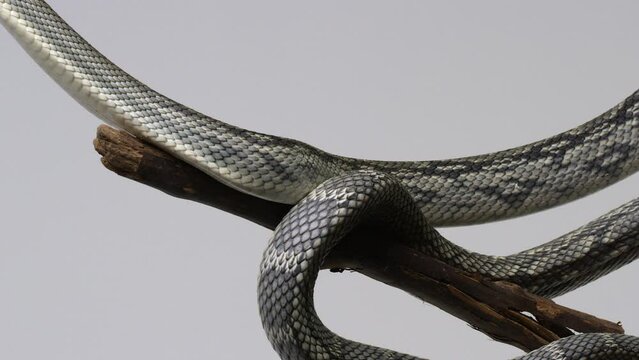 Vietnamese Blue Beauty Snake body wrapped around tree branch isolated on white background