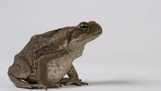 Cane Toad Marine Toad side profile close up - isolated on white background