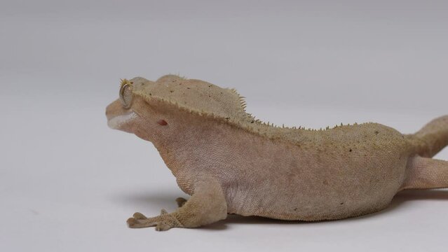Crested gecko isolated on white background - viewing geckos head crest from behind