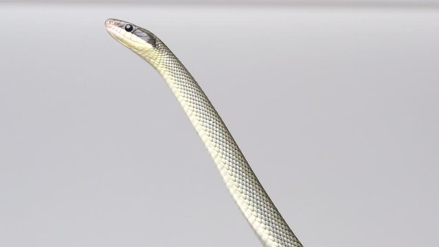 Vietnamese Blue Beauty Snake - head isolated against white background