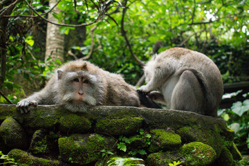 Indonesia, there are almost 600 monkeys living at the monkey forest! The Sacred Monkey Forest Sanctuary is a nature reserve surrounding an old 14th century Hindu temple complex in Ubud, Bali. 