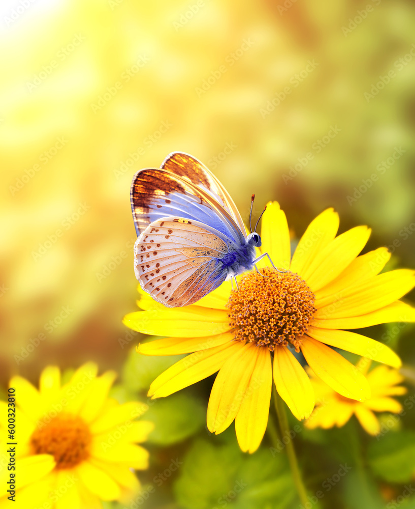 Fototapete Gerbera flowers in a meadow on sunny nature spring background. Summer scene with butterfly and yellow Gerbera flower in rays of sunlight. A picturesque photo with a soft focus