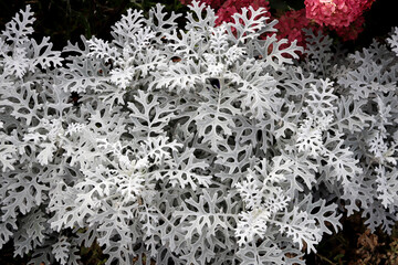 Beautiful openwork leaves of Silver ragwort. Close up photo of Cineraria maritima leaf of gray color