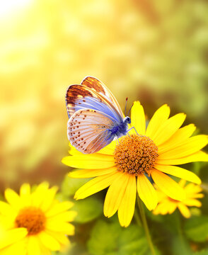 Gerbera flowers in a meadow on sunny nature spring background. Summer scene with butterfly and yellow Gerbera flower in rays of sunlight. A picturesque photo with a soft focus