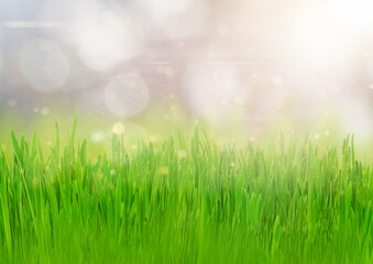 Fototapeta na wymiar Close up green grass field with blurred background and sunlight. Spring and summer background concept
