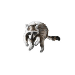 Raccoon sitting