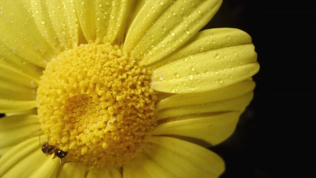 A top-down view of a spinning yellow Anacyclus flower with an ant crawling on it, captured in macro zoom.
