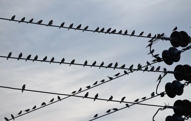 Location of birds with electric wires