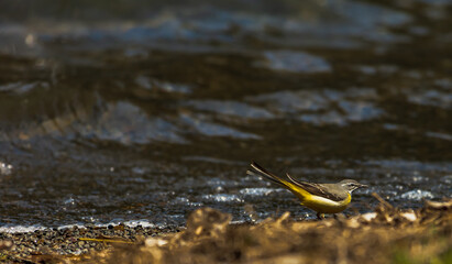 frog on the water