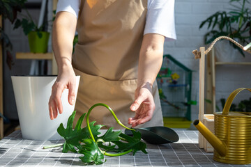 Fototapeta na wymiar Woman in an apron holds a rooted stalk of the house plant philodendron mayo for planting in a white pot, mock up template. Planting and care, green house