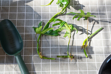 Layout on the table of a philodendron sprout with roots and equipment for planting domestic plants.