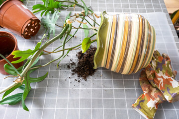Repotting a home plant Philodendron into new pot in home interior. Caring for a potted plant, earthen lump with roots, layout of garden equipment on the table.