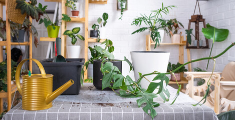 Fototapeta na wymiar Repotting a home plant Philodendron into new pot in home interior. Caring for a potted plant, earthen lump with roots, layout of garden equipment on the table.