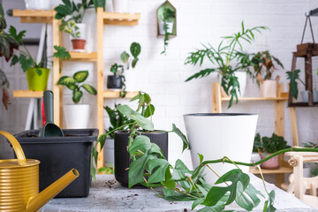 Repotting a home plant Philodendron into new pot in home interior. Caring for a potted plant, earthen lump with roots, layout of garden equipment on the table.