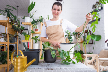 Woman in apron takes care of a long vine of the monstera minima rhaphidophora tetrasperma....
