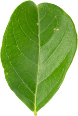 Obraz premium A green leaf