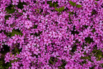 vegetable background from Phlox subulata Marjorie
