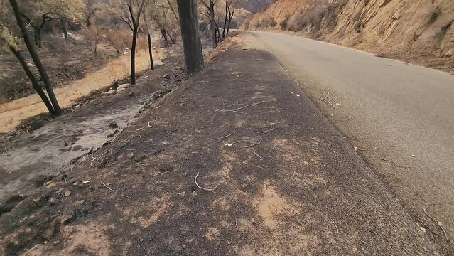 Forest fire damage to the forest floor 