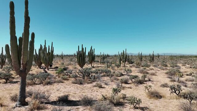 Flight through the desert passing near cactus with drone 4k