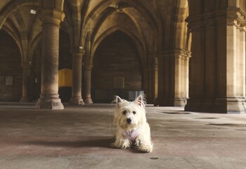 Highland White Terrier in the University of Glasgow