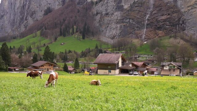 Aerial, Lauterbrunnen in Switzerland, famous Swiss alpine village landscape with Staubbach waterfall at sunrise
