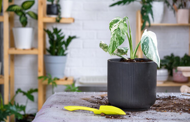 Repotting home plant monstera alba variegatny with a lump of roots into new bigger pot. Caring for...