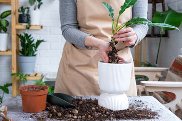 Repotting home plant philodendron with a lump of roots into new bigger pot. Caring for potted plant, hands of woman in apron, mock up