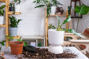 Repotting home plant philodendron with a lump of roots into new bigger pot. Caring for a potted...