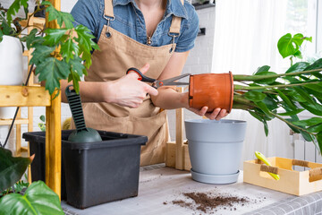Repotting overgrown home plant succulent Zamioculcas into new bigger pot. Caring for potted plant,...