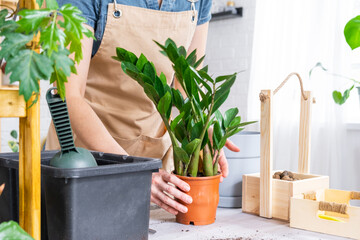 Repotting overgrown home plant succulent Zamioculcas  into new bigger pot. Caring for potted plant,...