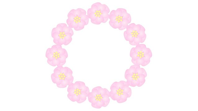 Animated pink flower blossoms. Circle frame from cherry blossom. Floral template with copy space for text. Looped video. Flat vector illustration isolated on white background.
