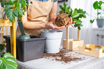 Repotting overgrown home plant succulent Zamioculcas with a lump of roots and bulb into new bigger...