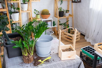 Repotting a home plant succulent Zamioculcas into new pot. Caring for a potted plant, layout on table with soil, shovel, ornamental flowerpot 