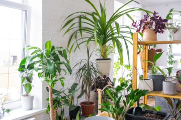 Shelving with a group of indoor plants in the interior. Houseplant Growing and caring for indoor plant, green home