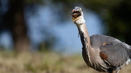 A Great Blue Heron hunting golfers on the grass