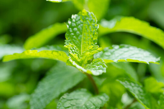 Fresh peppermint in the vegetable plot background. Close up beautiful mint, peppermint.