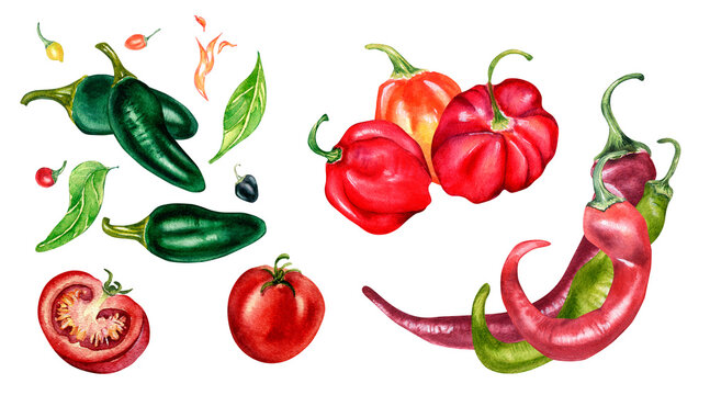 Set of various hot peppers and tomatoes watercolor illustration isolated on white. Red pepper, habanero, chili, jalapeno hand drawn. Design element for wrapping, menu, market, ingredients, tableware