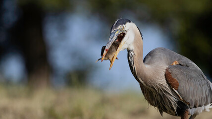 A Great Blue Heron hunting golfers on the grass