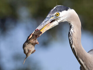 A Great Blue Heron hunting golfers on the grass