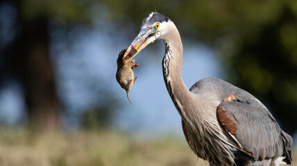A Great Blue Heron hunting golfers on the grass