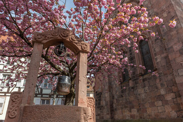 Cherry blossom in an old square with a medieval well in spring.
