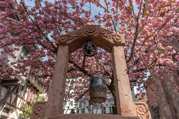 Cherry blossom in an old square with a medieval well in spring.