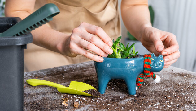 Repotting a home plant succulent haworthia into new pot in shape of cat. Caring for a potted plant, hands of a woman in an apron at home in the interior.