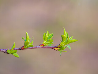 Green bushes with young leaves in the sunset